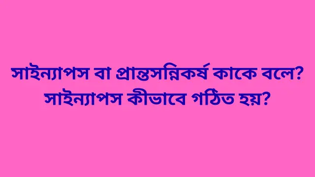 সাইন্যাপস বা প্রান্তসন্নিকর্ষ কাকে বলে? সাইন্যাপস কীভাবে গঠিত হয়?
