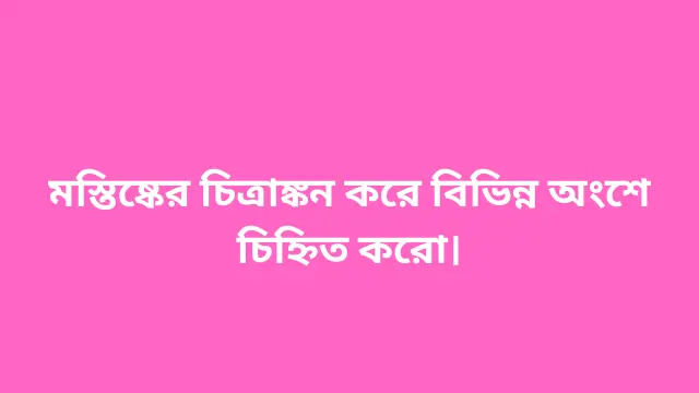 মস্তিষ্কের চিত্রাঙ্কন করে বিভিন্ন অংশে চিহ্নিত করো।