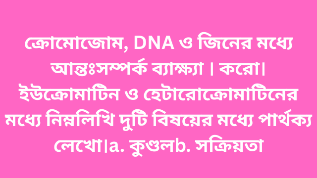 ক্রোমোজোম, DNA ও জিনের মধ্যে আন্তঃসম্পর্ক ব্যাক্ষ্যা । করো। ইউক্রোমাটিন ও হেটারোক্রোমাটিনের মধ্যে নিম্নলিখি দুটি বিষয়ের মধ্যে পার্থক্য লেখো।a. কুণ্ডলb. সক্রিয়তা